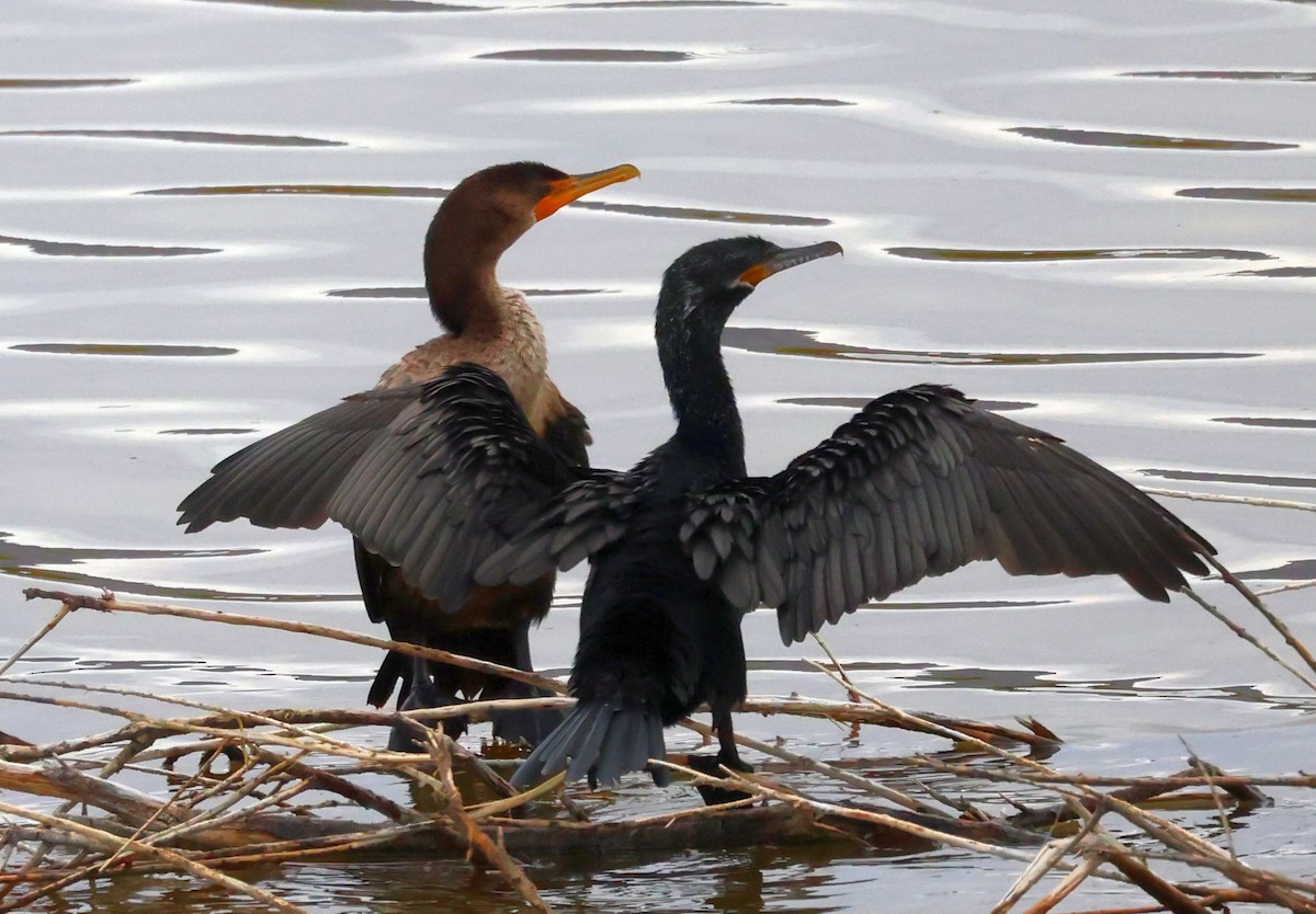 Neotropic Cormorant - ML639279921