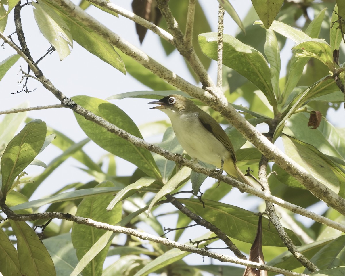 Braunscheitel-Brillenvogel (fuscifrons) - ML639279930