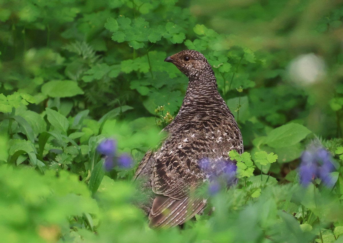 Sooty Grouse - ML639279943