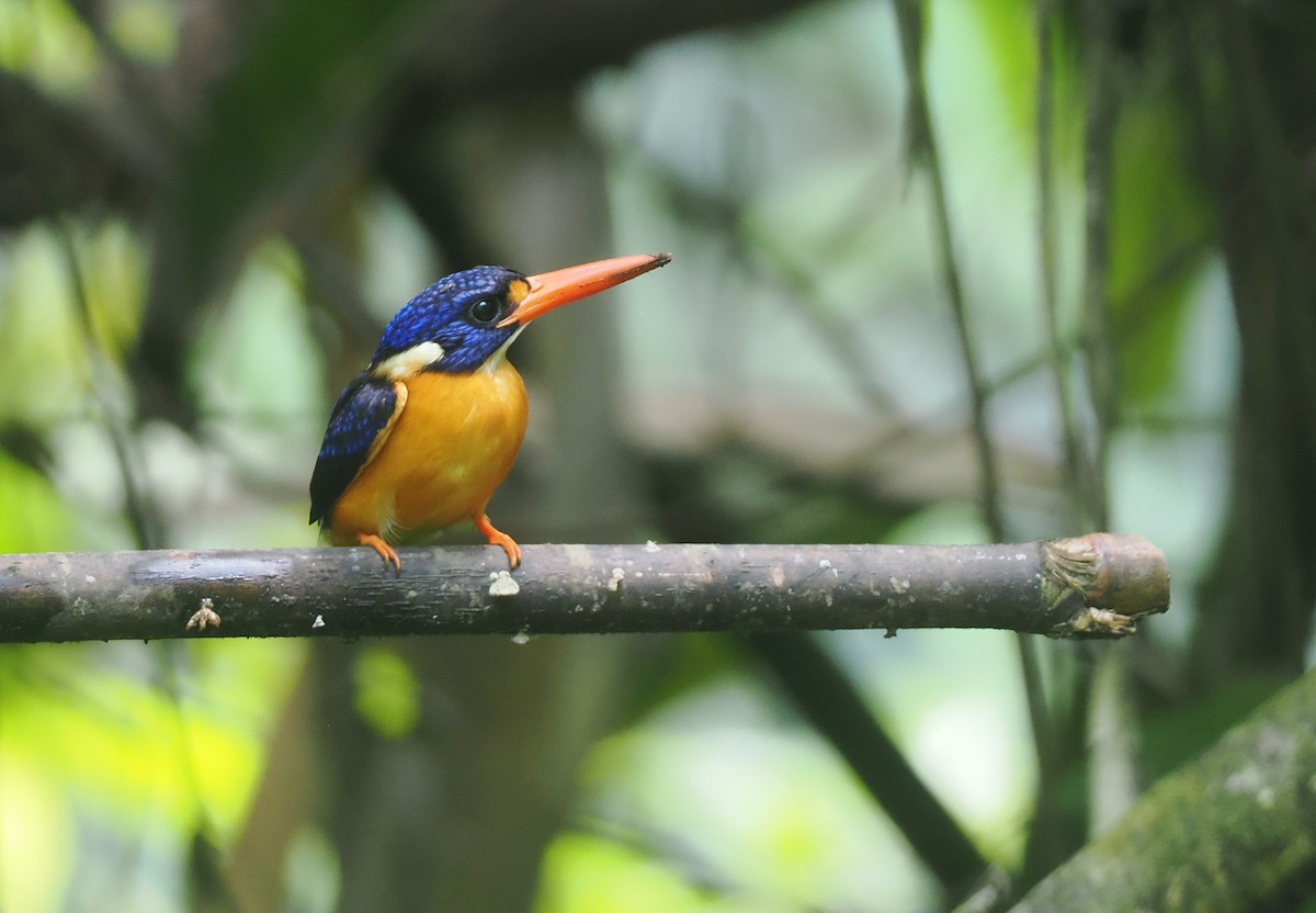 Moluccan Dwarf-Kingfisher (North Moluccan) - ML639279948