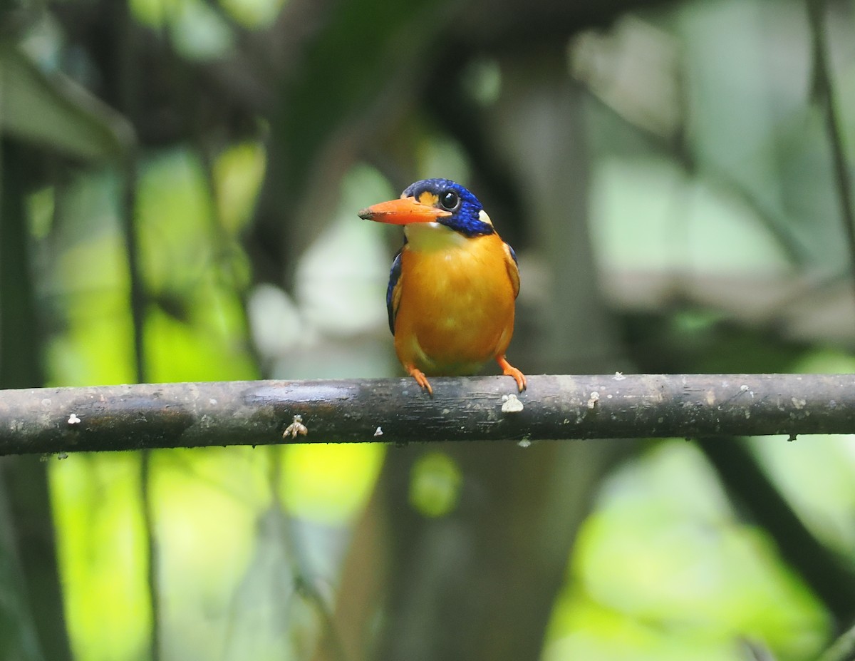 Moluccan Dwarf-Kingfisher (North Moluccan) - ML639279959