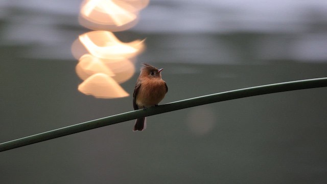 Tufted Flycatcher (Mexican) - ML639279962