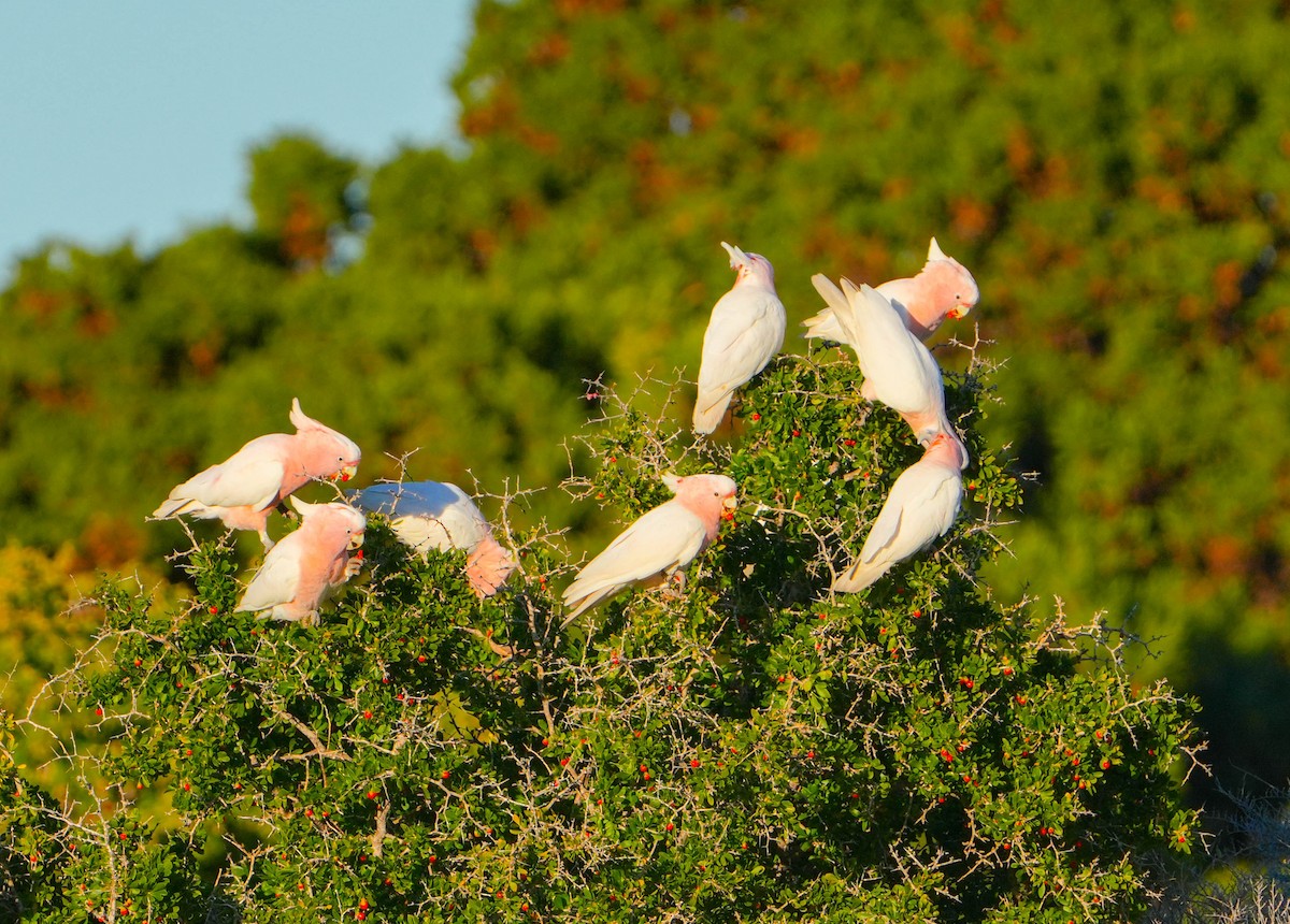 kakadu inka - ML639279964