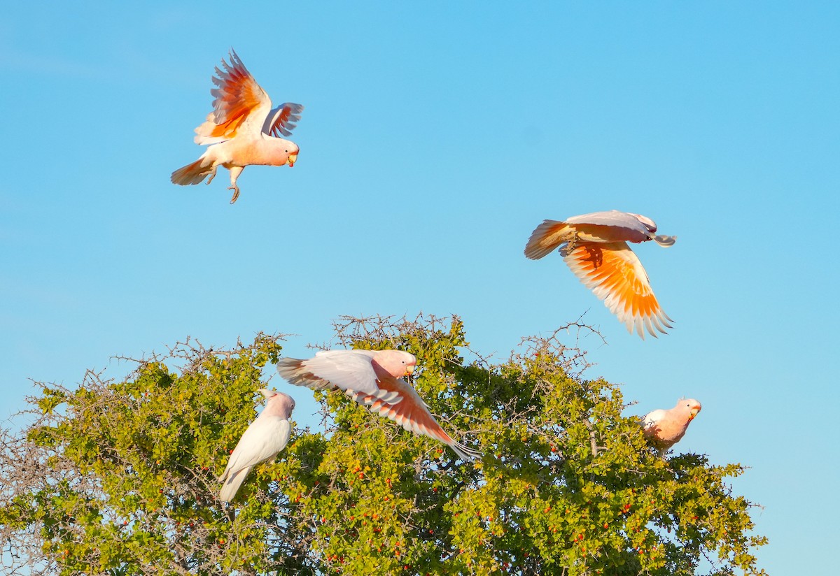 kakadu inka - ML639279965