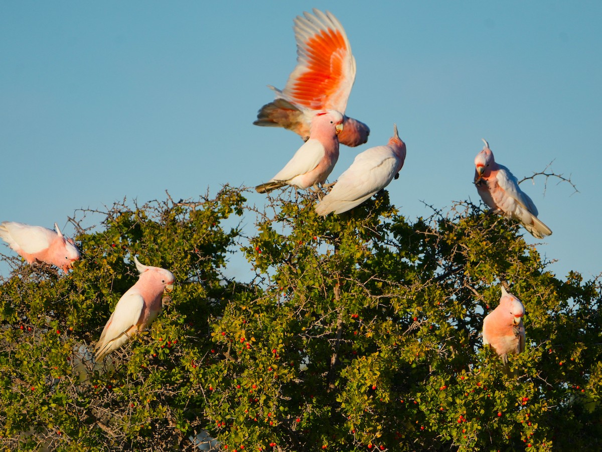 kakadu inka - ML639279966