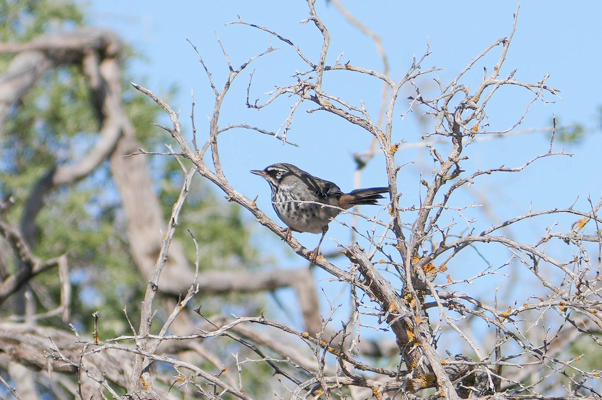 Spotted Scrubwren - ML639279976