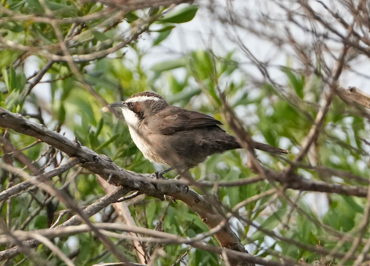 timáliovec hnědý - ML639279979