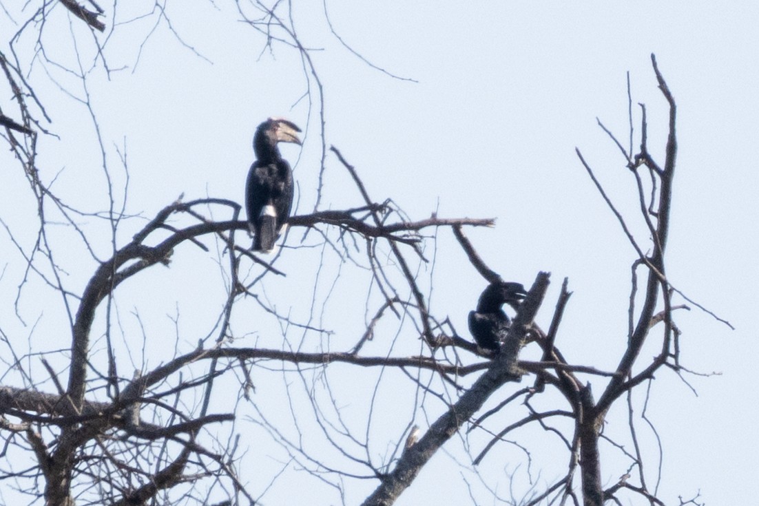 Trumpeter Hornbill - ML639279982