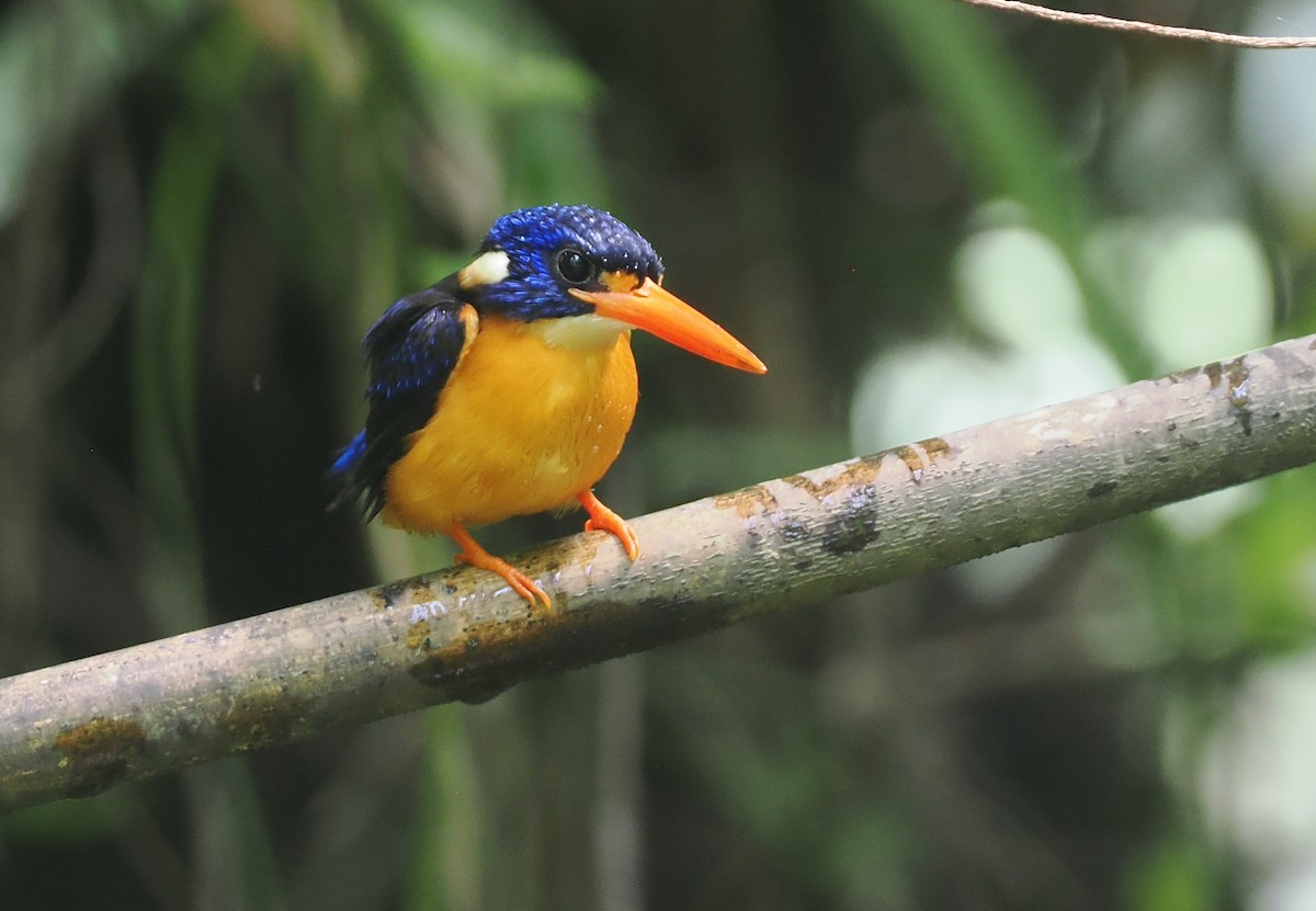Moluccan Dwarf-Kingfisher (North Moluccan) - ML639279988