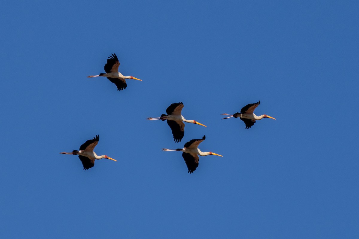 Yellow-billed Stork - ML639279989