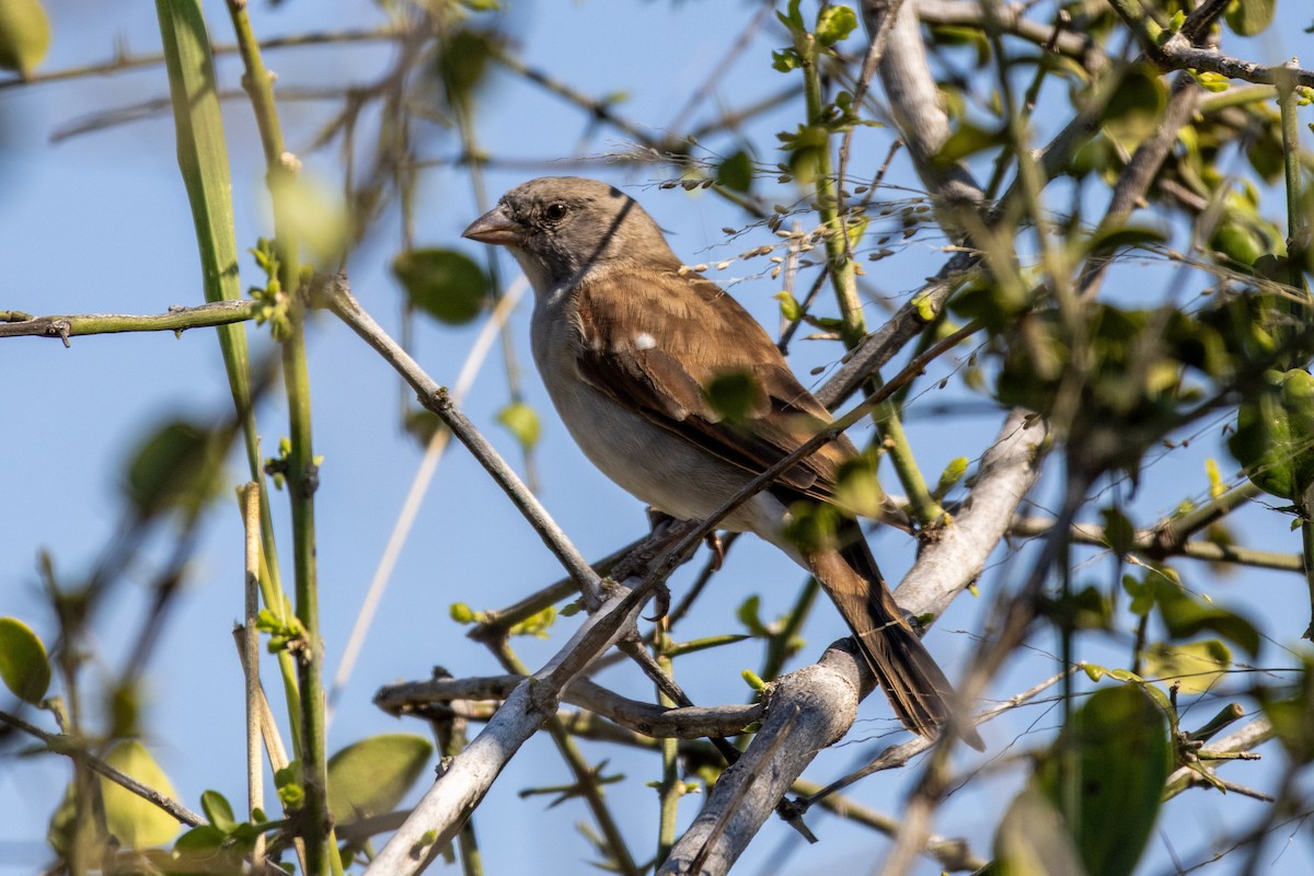 Southern Gray-headed Sparrow - ML639279992