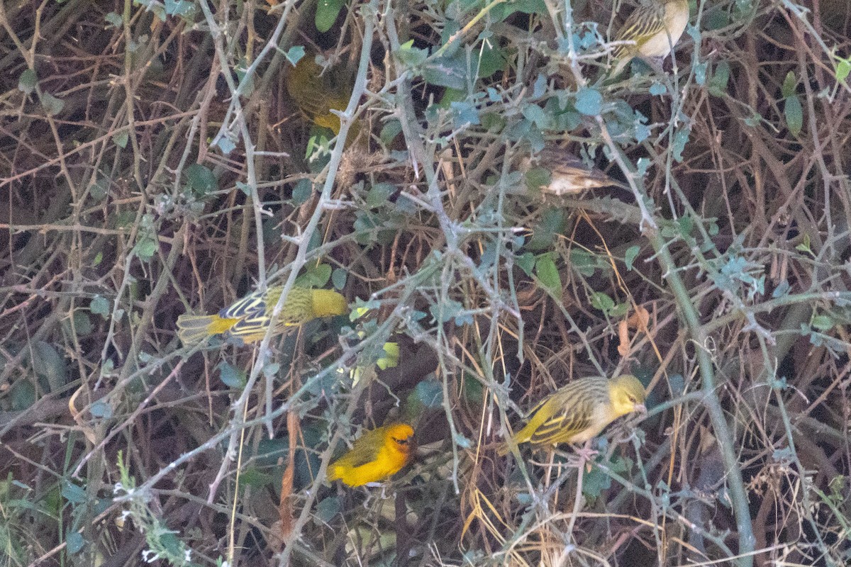 Spectacled Weaver - ML639279994