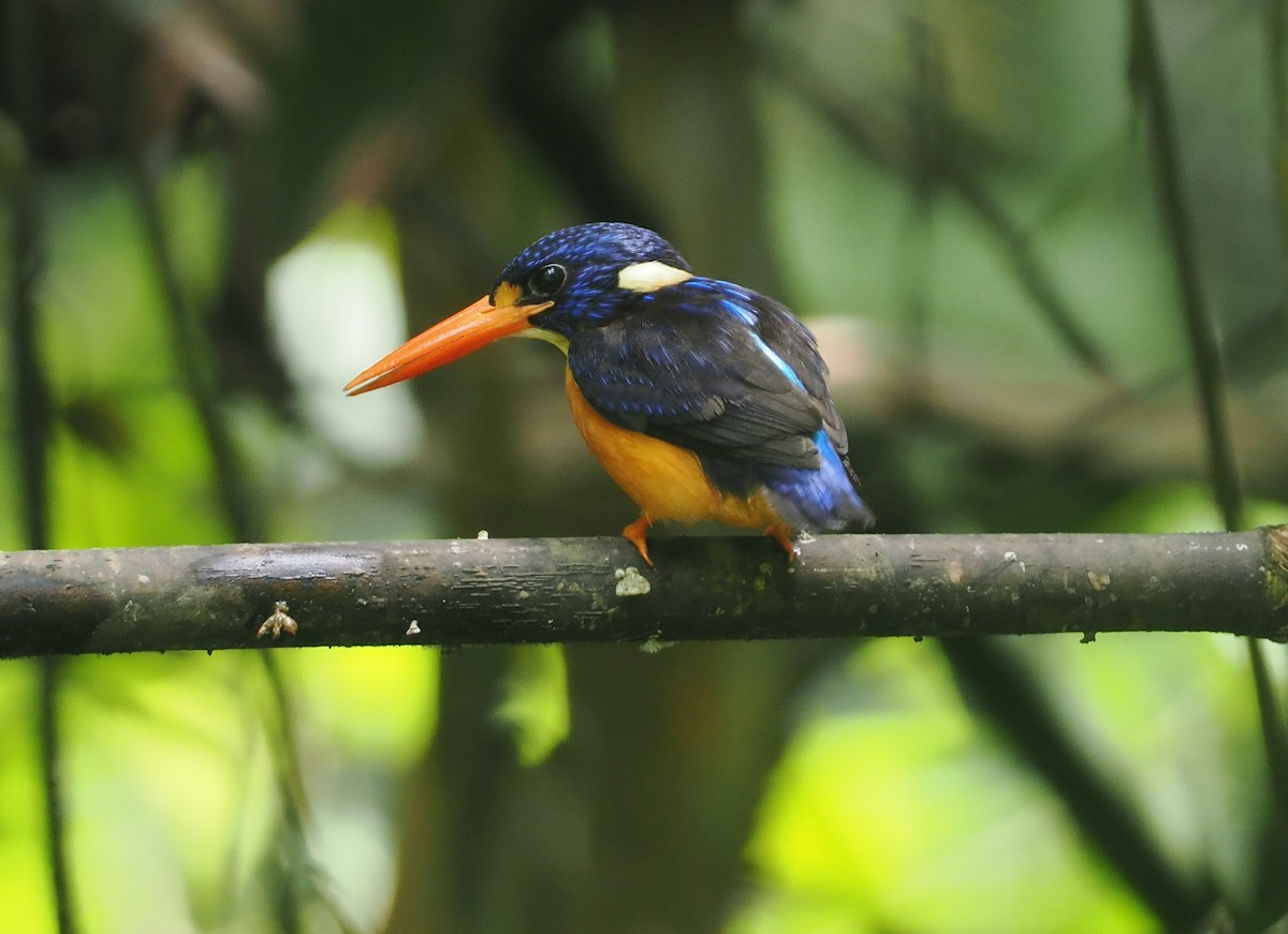 Moluccan Dwarf-Kingfisher (North Moluccan) - ML639279998