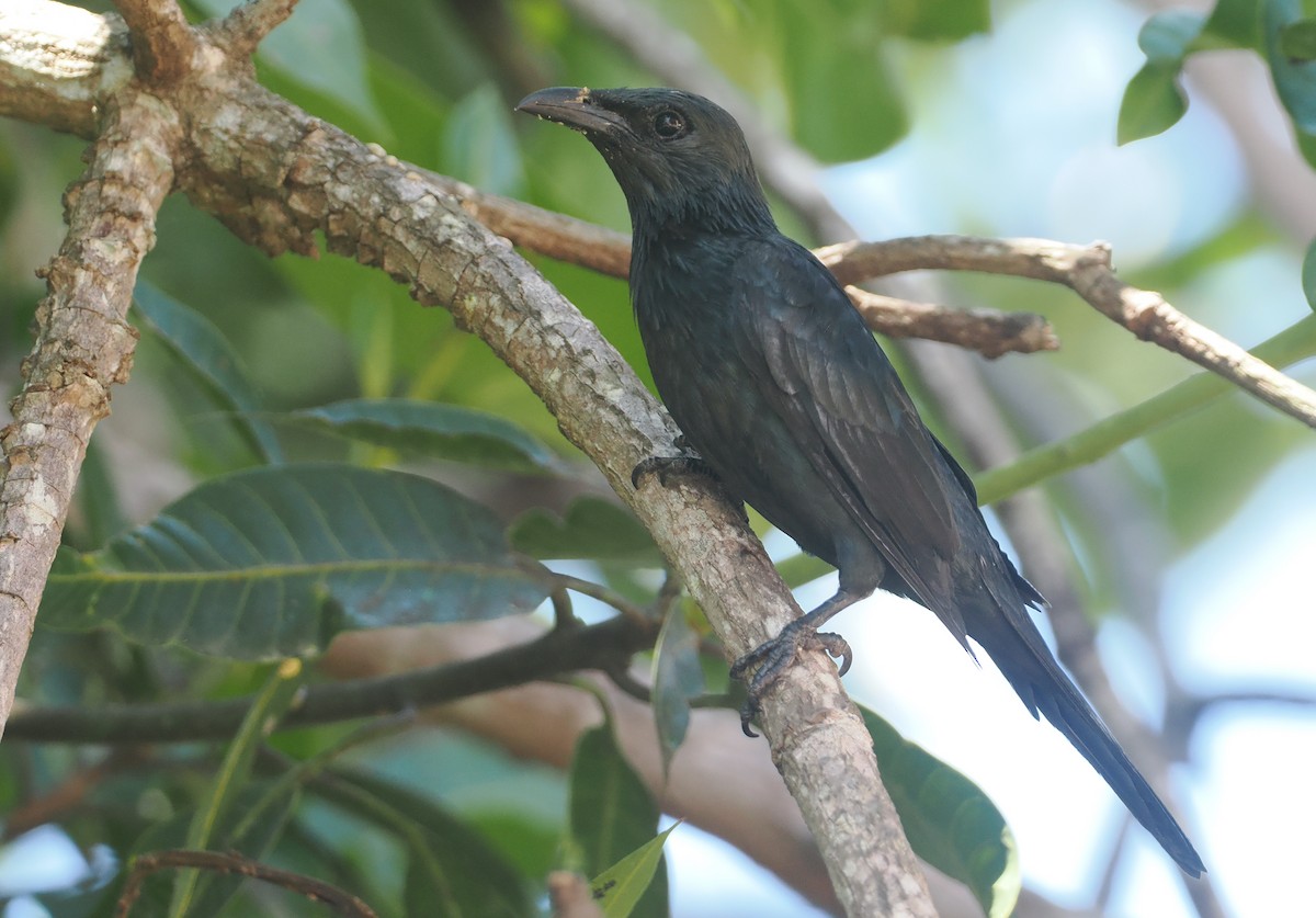 Moluccan Starling - ML639280042