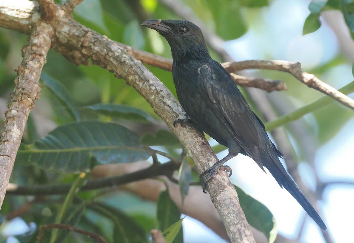 Moluccan Starling - ML639280046
