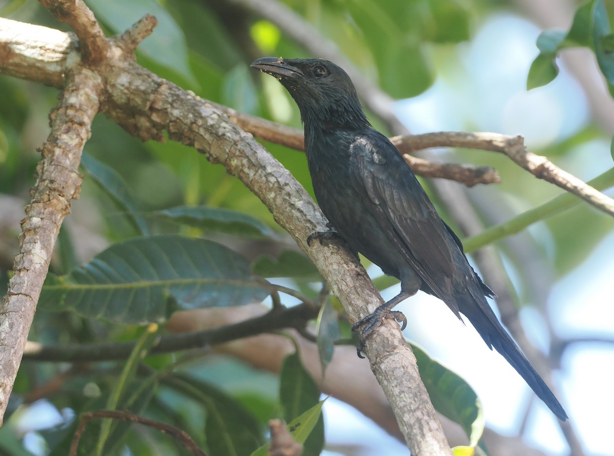 Moluccan Starling - ML639280049