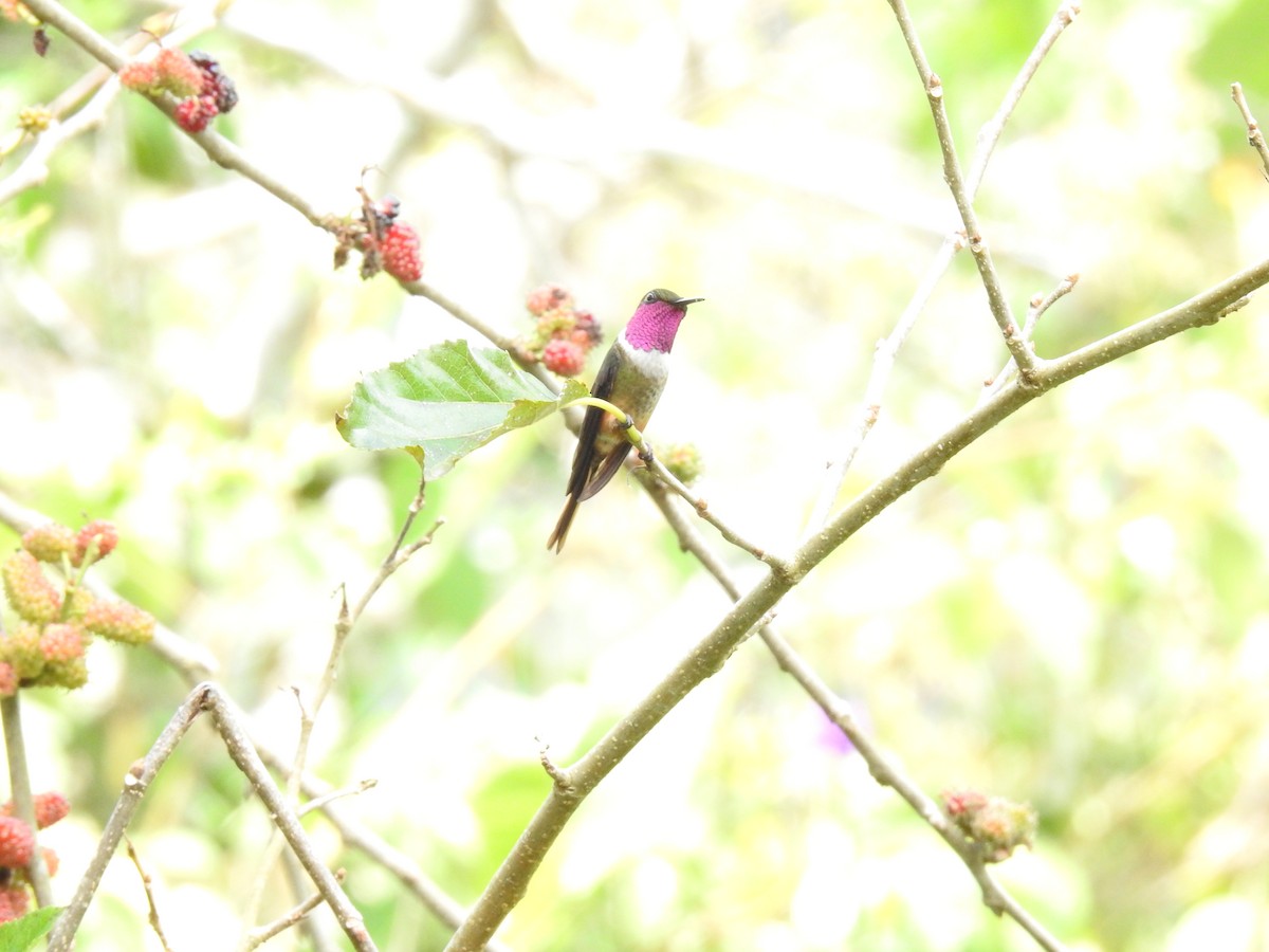Magenta-throated Woodstar - ML639280095