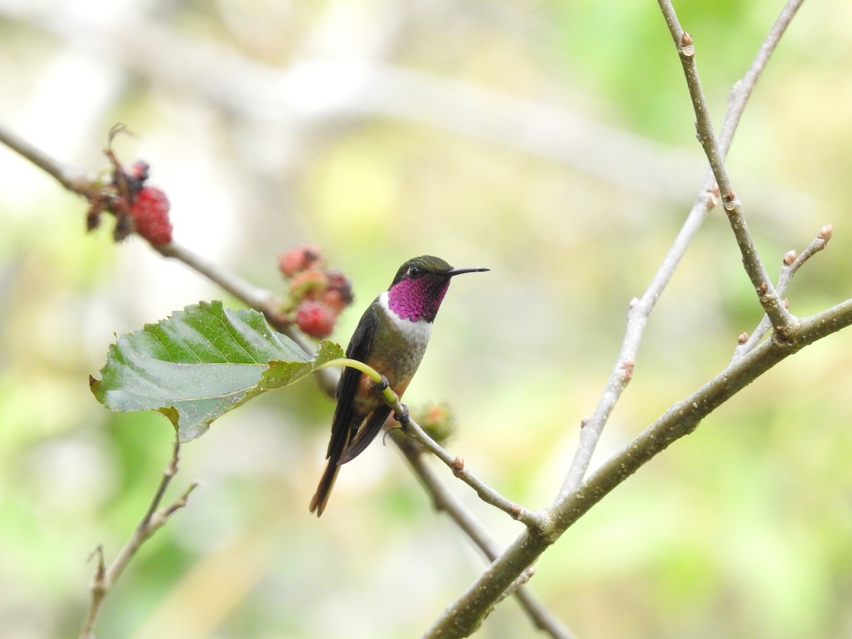 Magenta-throated Woodstar - ML639280097