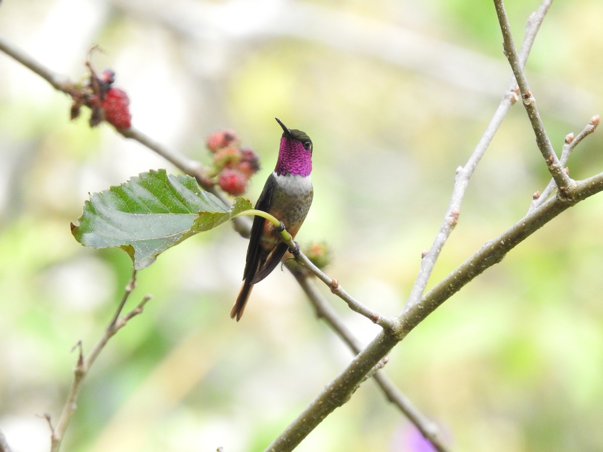 Magenta-throated Woodstar - ML639280098