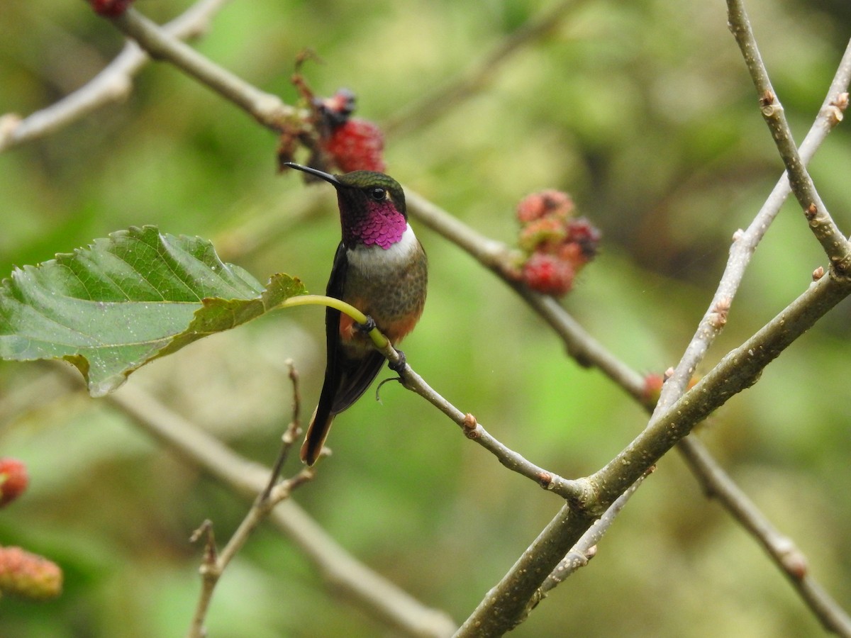 Magenta-throated Woodstar - ML639280099