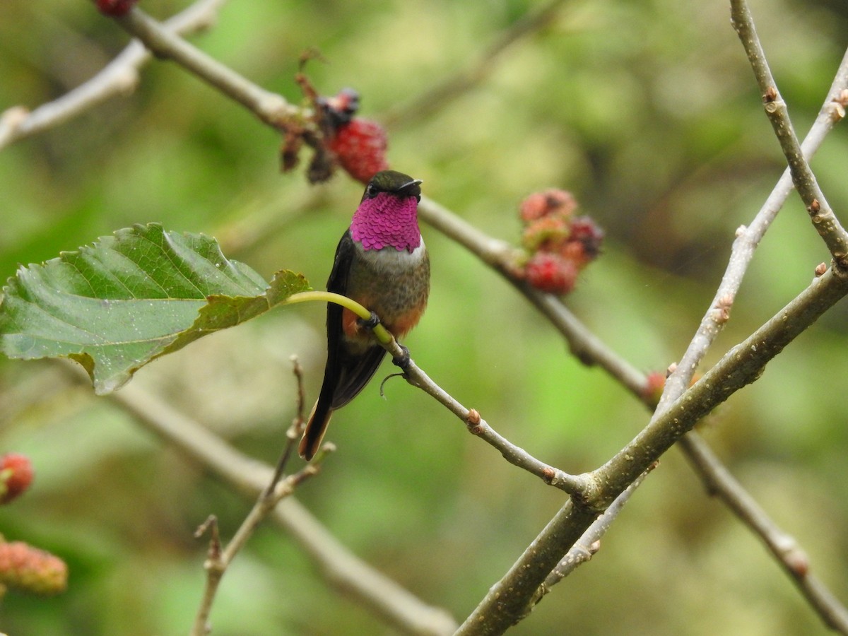 Magenta-throated Woodstar - ML639280100