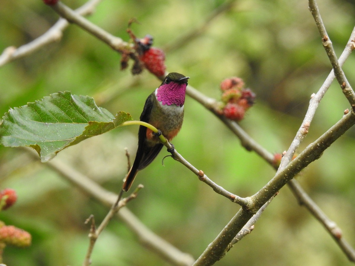 Magenta-throated Woodstar - ML639280101