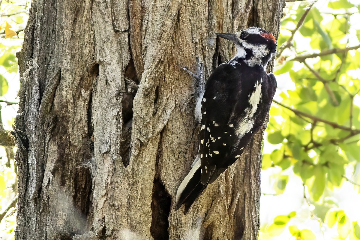 Pic chevelu - ML639280311