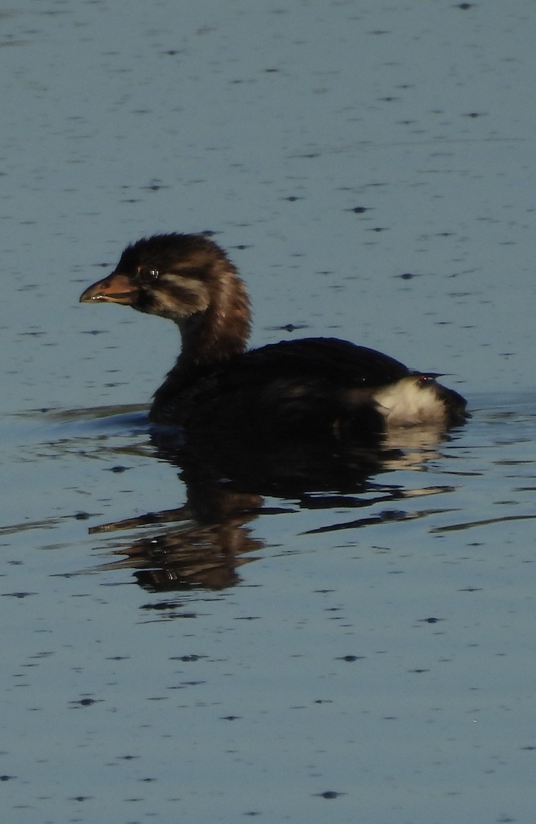 Pied-billed Grebe - ML639280434