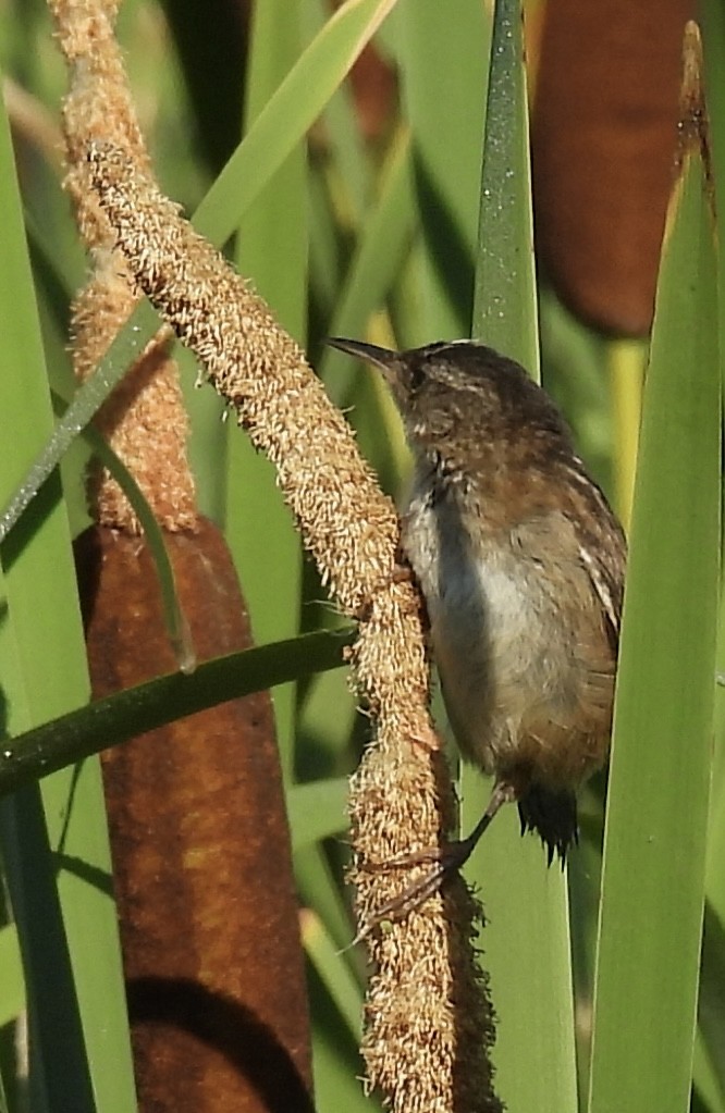 Marsh Wren - ML639280440