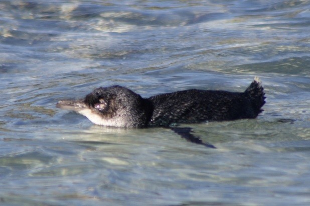Little Penguin - ML639280535