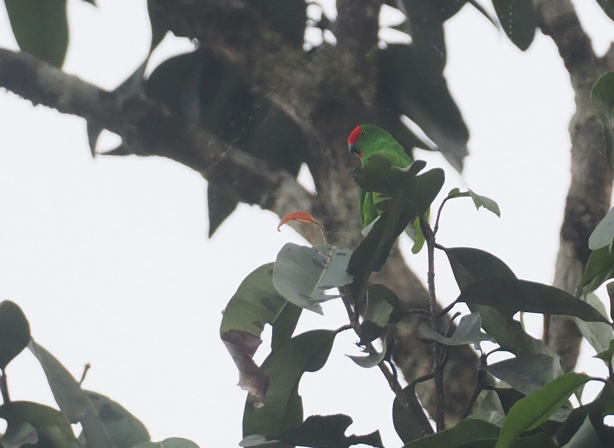 Moluccan Hanging-Parrot - ML639280673