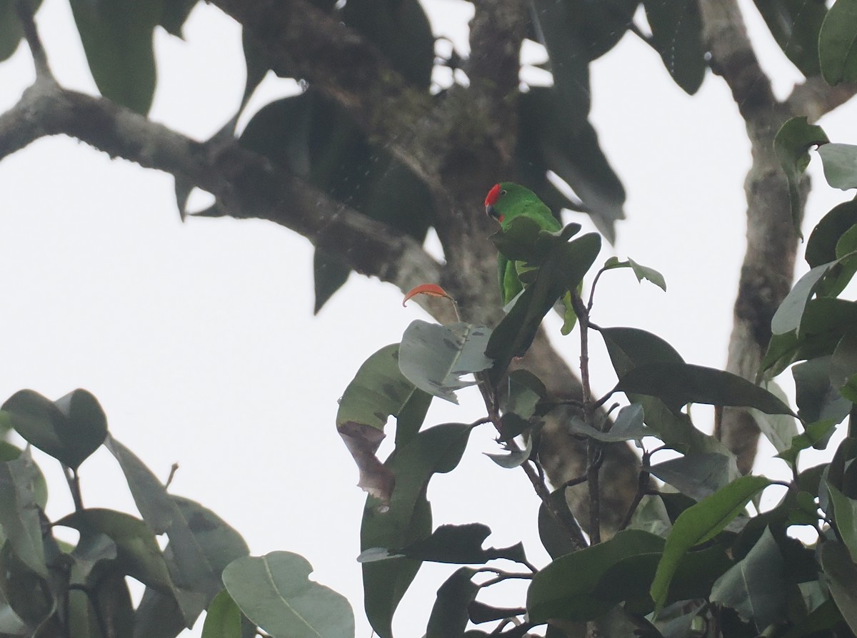 Moluccan Hanging-Parrot - ML639280679