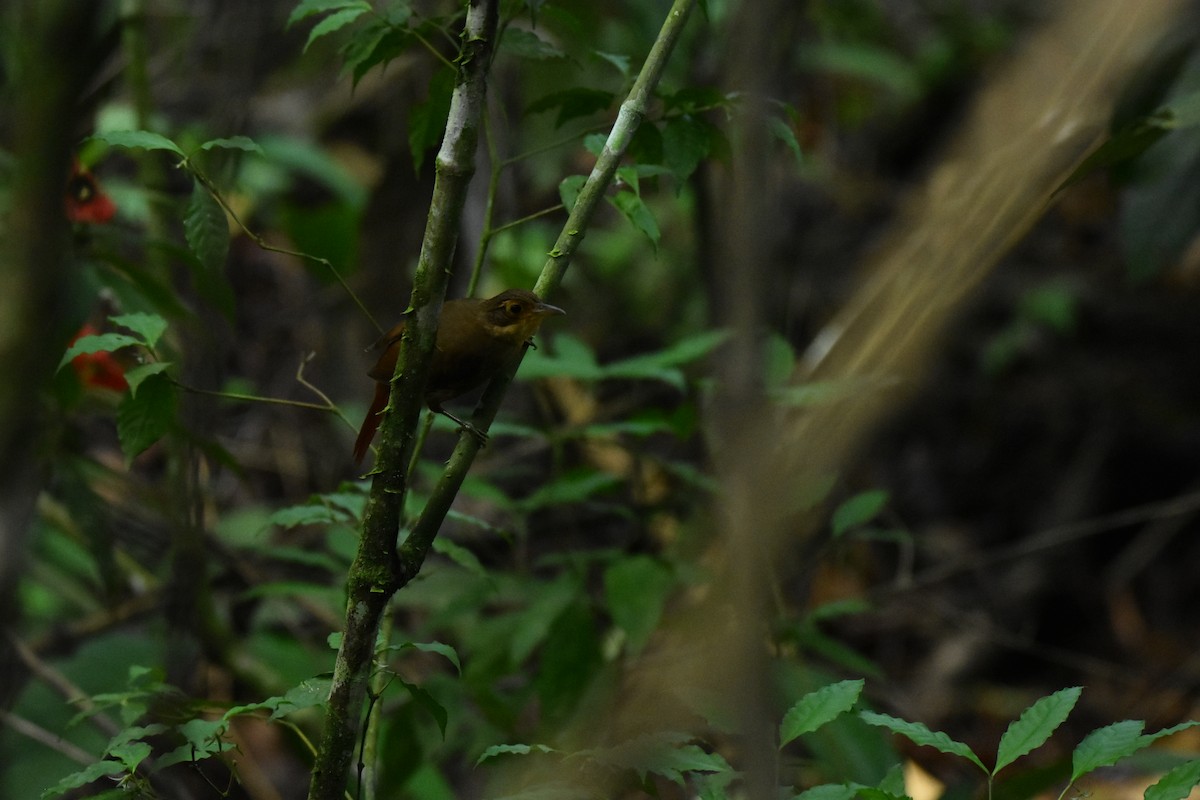 Chiriqui Foliage-gleaner - ML639280706
