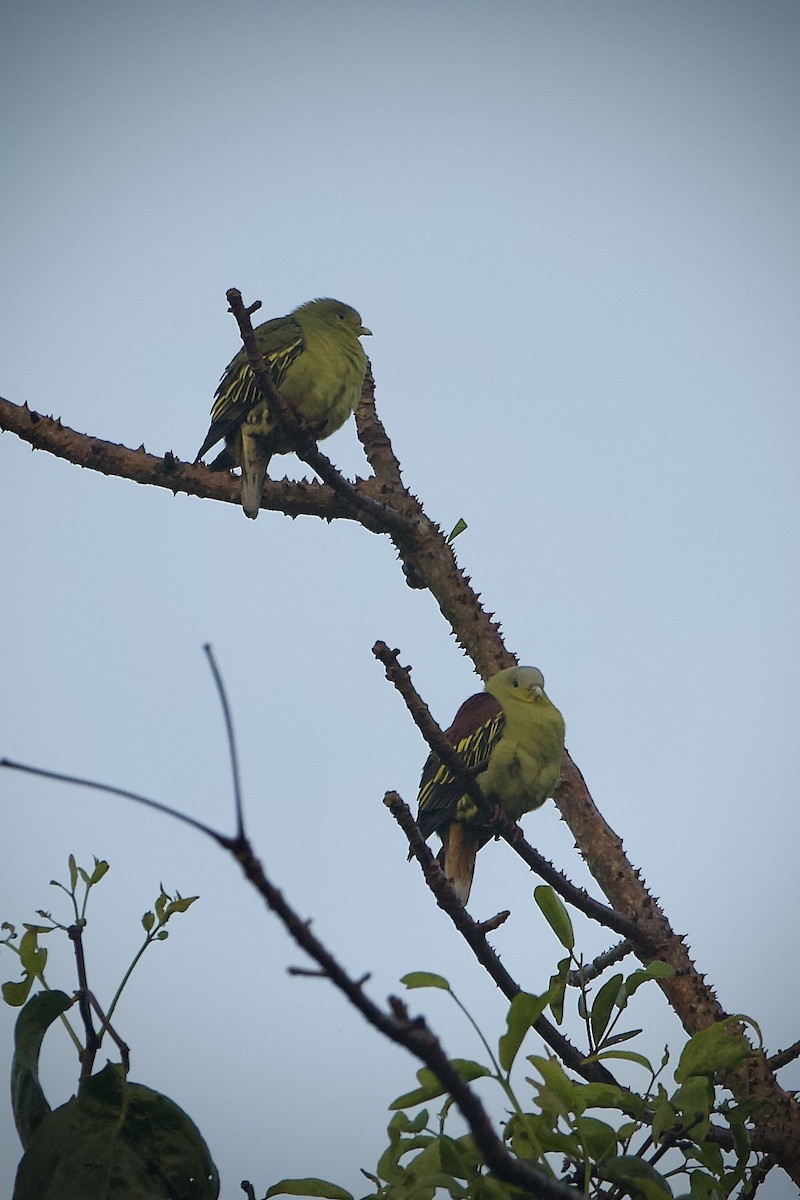 Gray-fronted Green-Pigeon - ML639280725