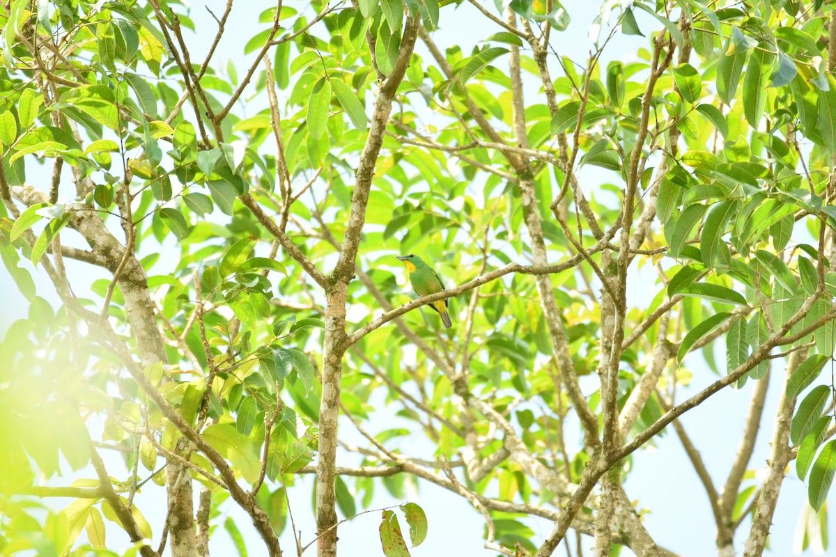 Green Shrike-Vireo - ML639280733