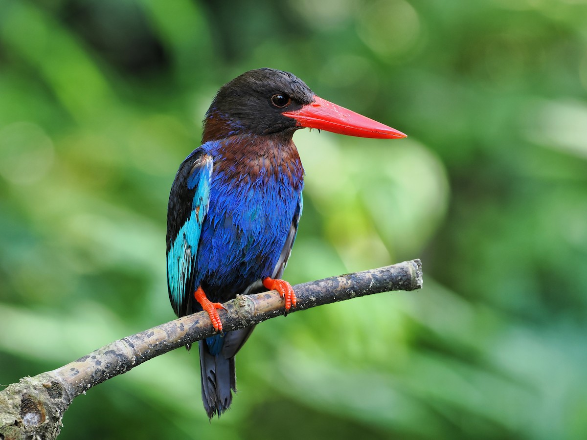 ledňáček jávský - ML639280870