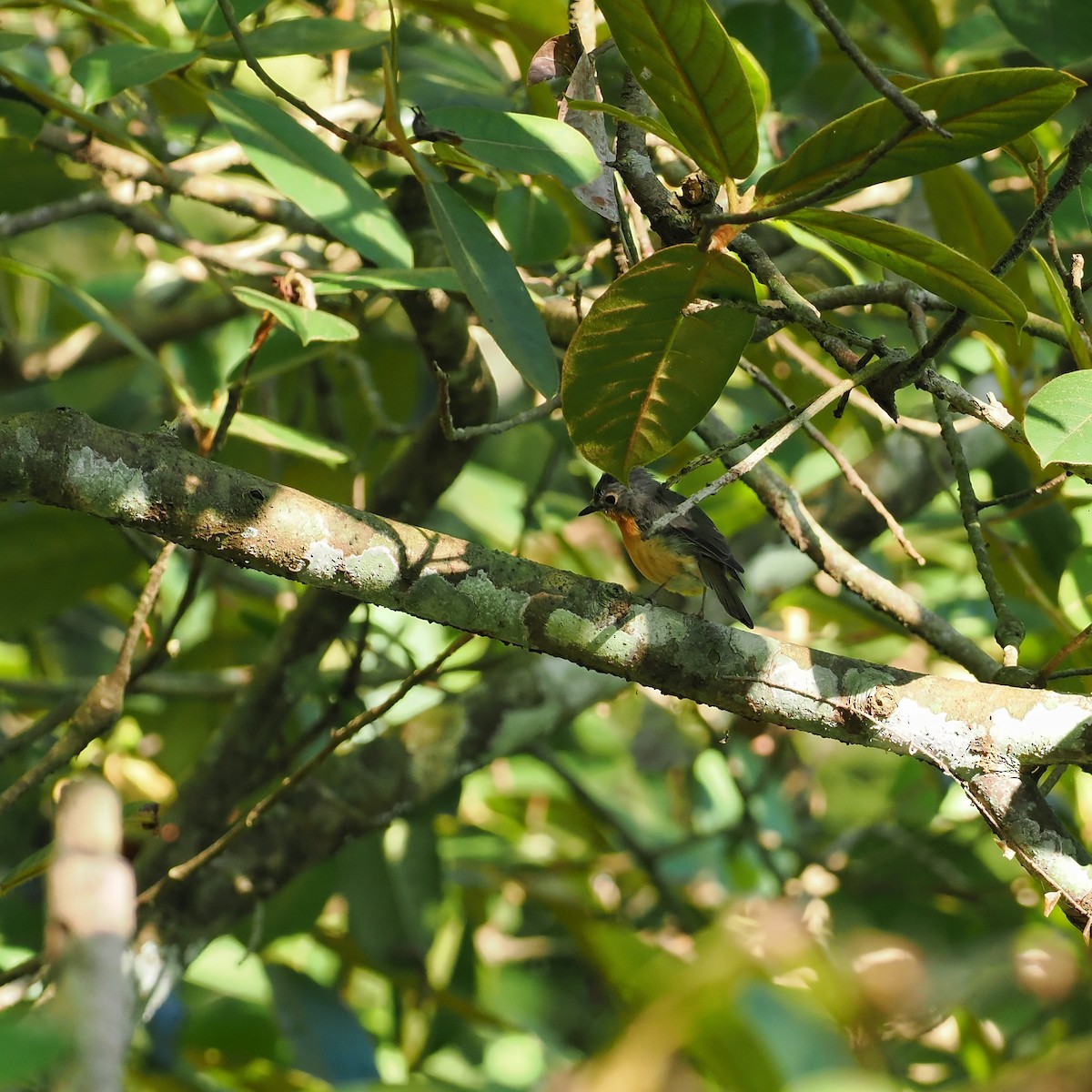 Javan Blue Flycatcher - ML639280877