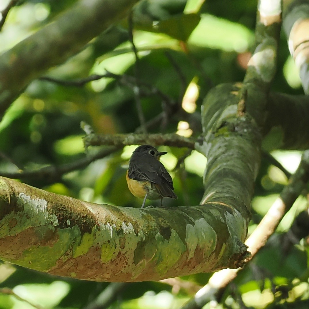 Javan Blue Flycatcher - ML639280880