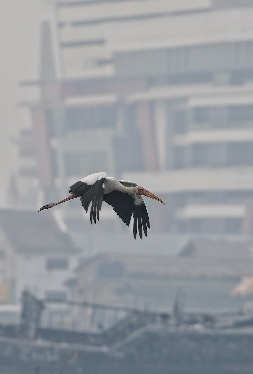 nesyt bílý - ML639280891