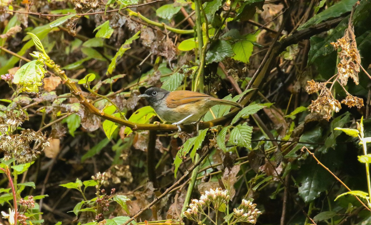Rwenzori Hill Babbler - ML639280893