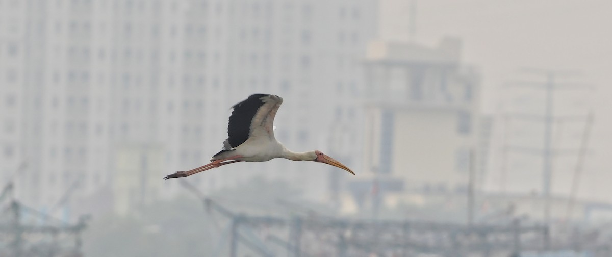 nesyt bílý - ML639280899