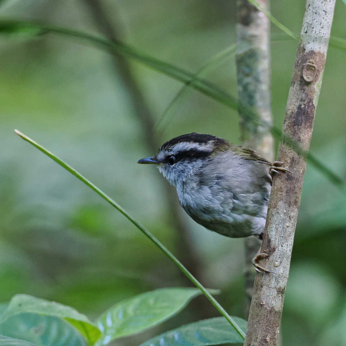 Javan Tesia - ML639280922