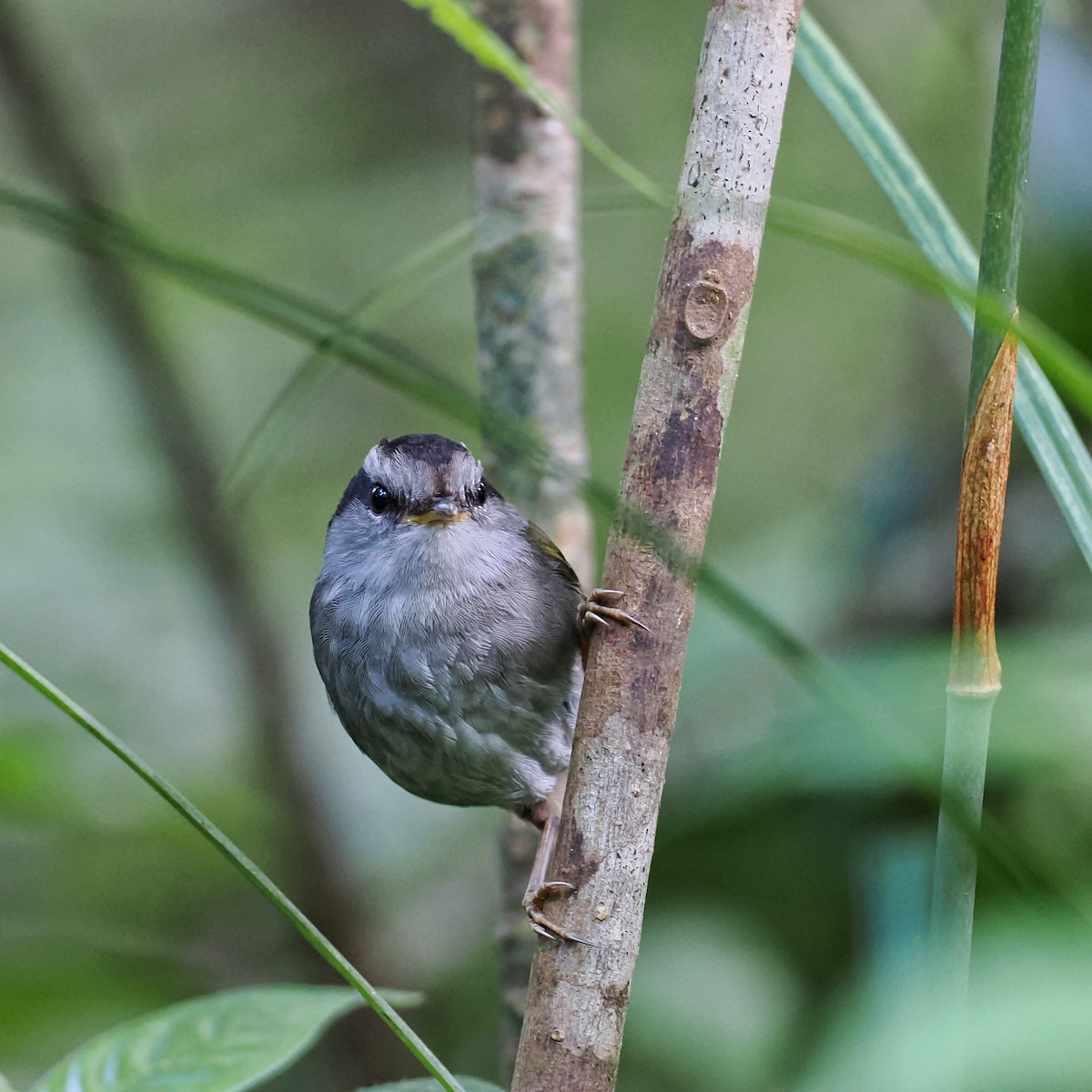 Javan Tesia - ML639280926