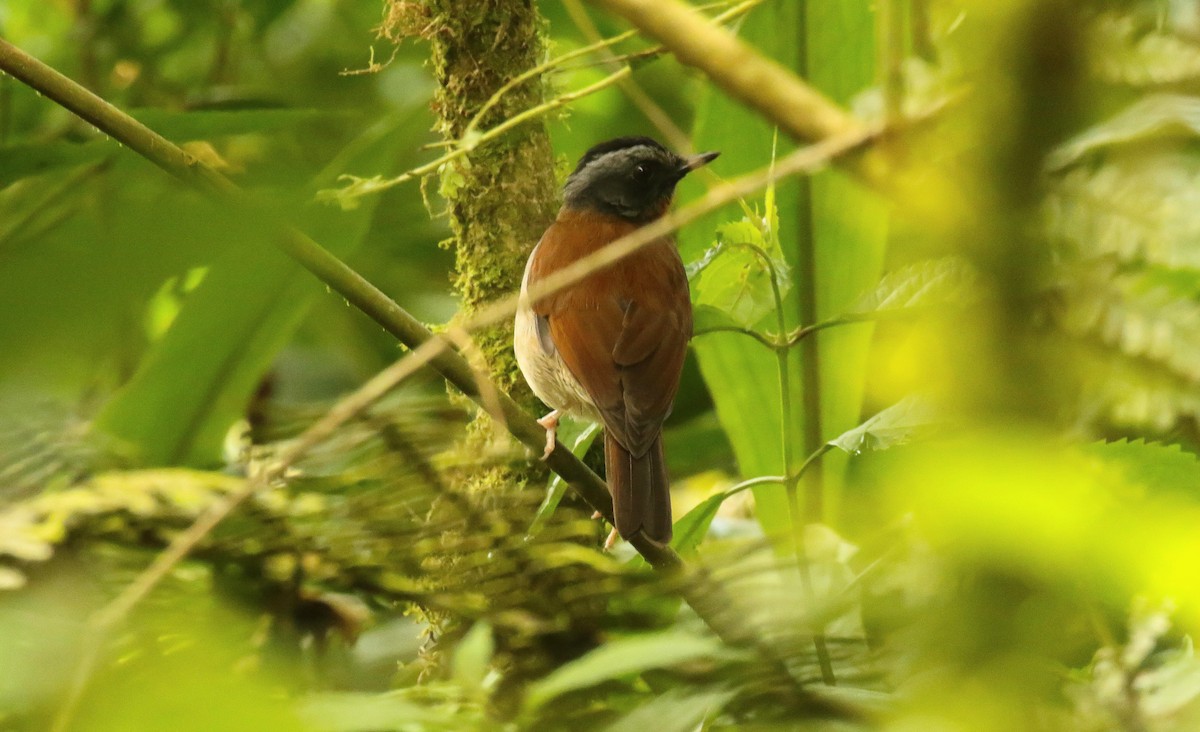 Red-throated Alethe - ML639280929