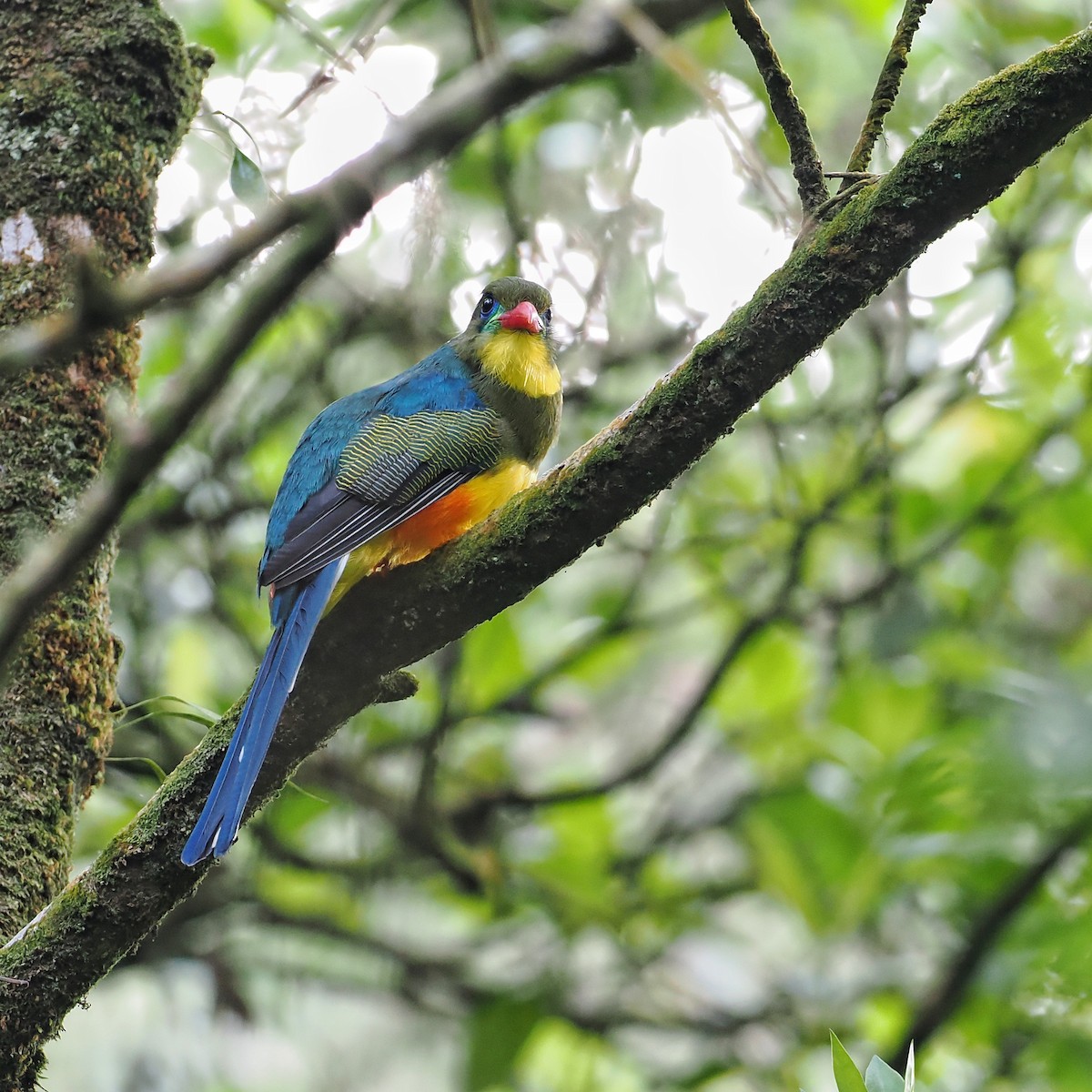 Javan Trogon - ML639280930