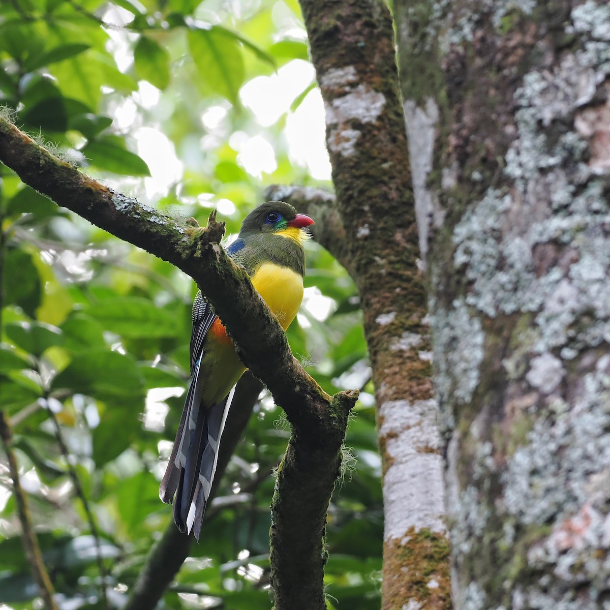 Javan Trogon - ML639280933