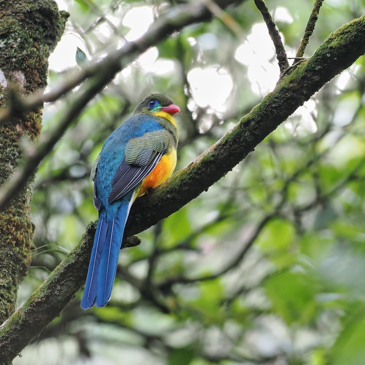 Javan Trogon - ML639280936