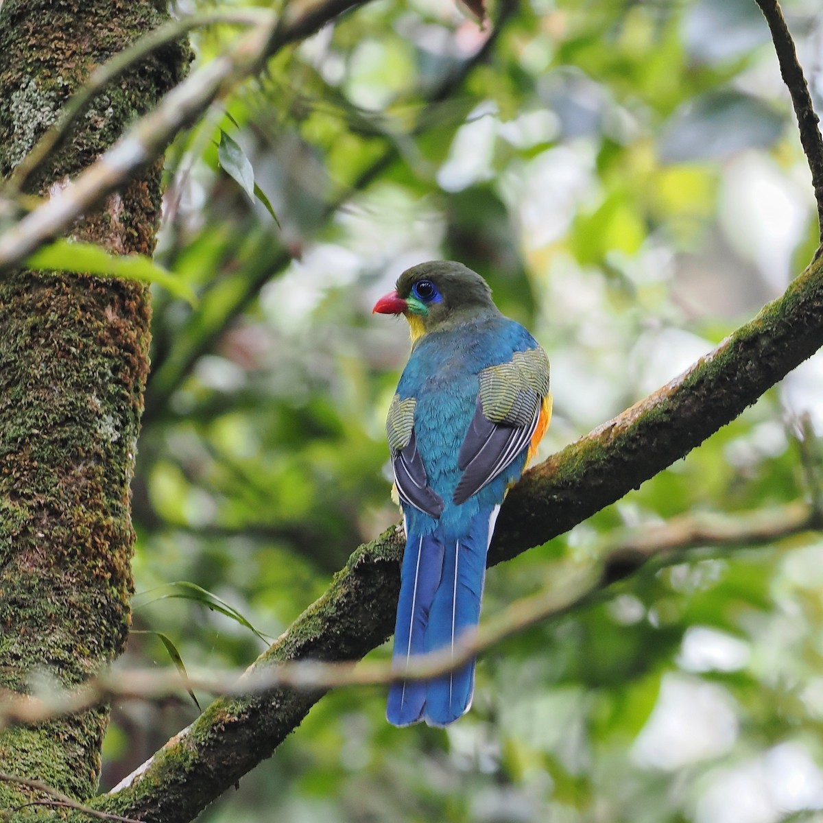 Javan Trogon - ML639280939