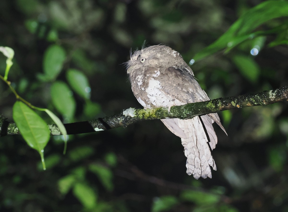 lelkoun jávský - ML639280960