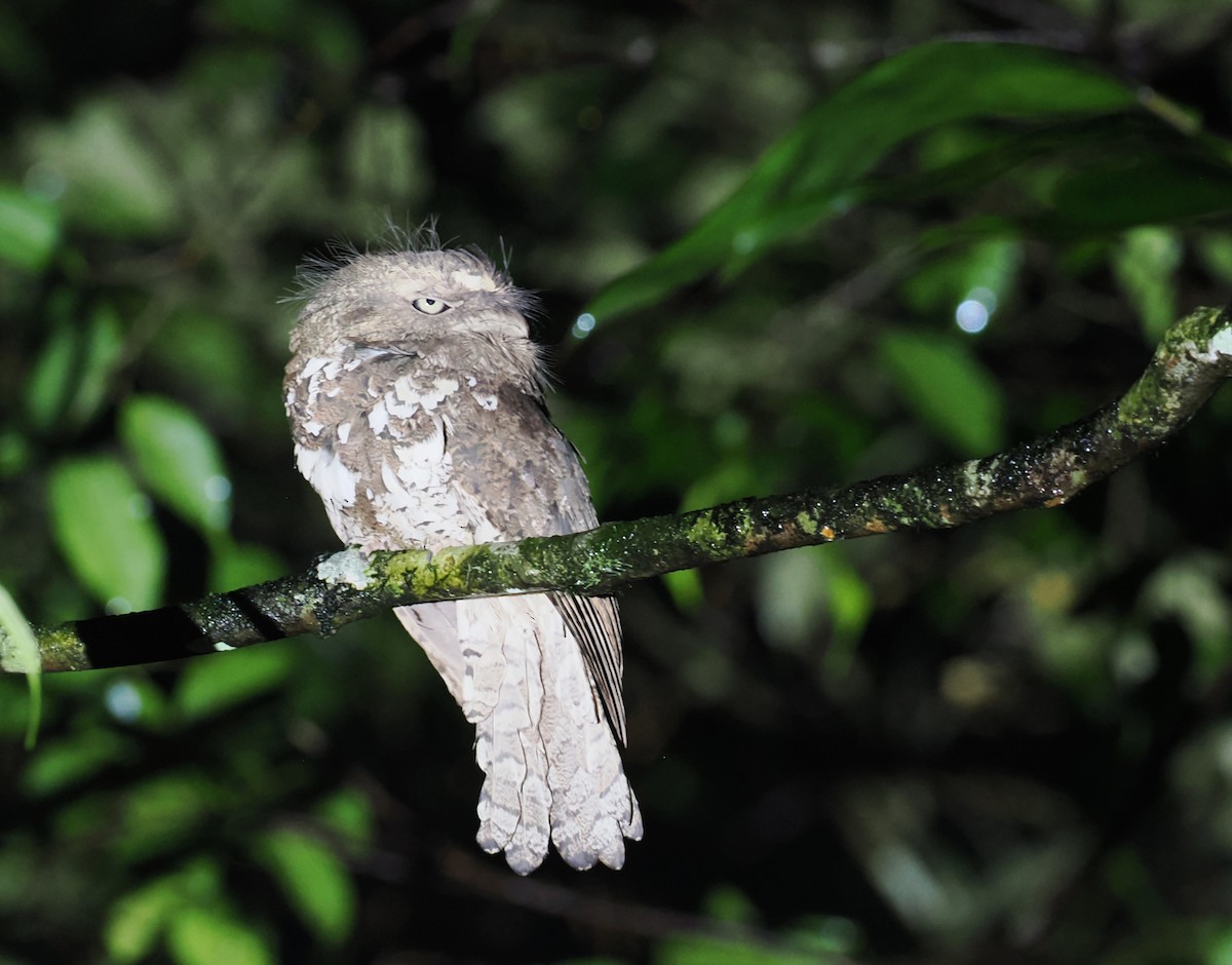 lelkoun jávský - ML639280971